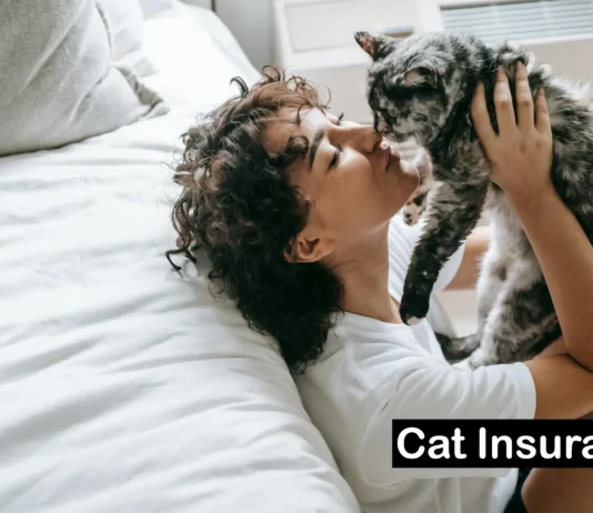 Best Pet Insurance Companies for Cats