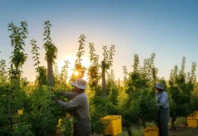 Fruit Picker Jobs in USA with Visa Sponsorship Fruit Picker Jobs in USA with Visa Sponsorship